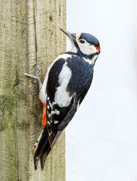 Close-up of bird perching on wall