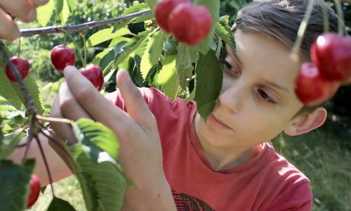A boy in a red t-shirt plucks and tastes ripe juicy cherries.