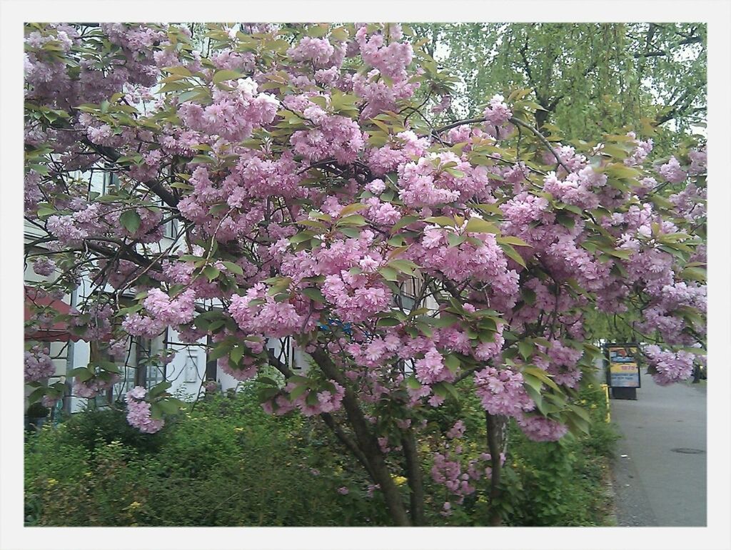 flower, tree, growth, transfer print, freshness, beauty in nature, blossom, fragility, branch, auto post production filter, nature, pink color, in bloom, blooming, springtime, plant, day, cherry blossom, park - man made space, outdoors