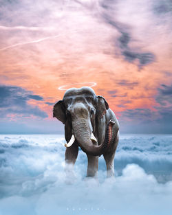 Elephant in a sea against sky