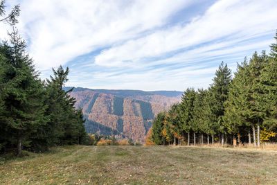 Scenic view of pine trees against sky