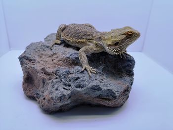 Close-up of lizard on rock