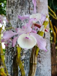 Close-up of purple flowers