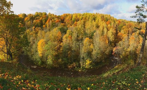 Scenic view of forest during autumn