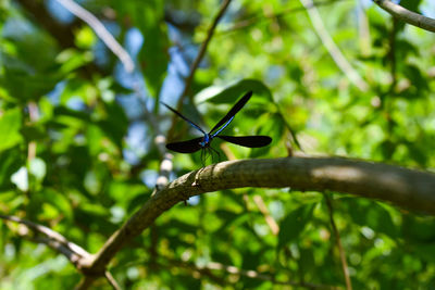 Close-up of insect on plant