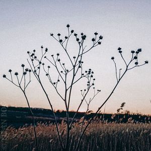 Plants growing on field against sky