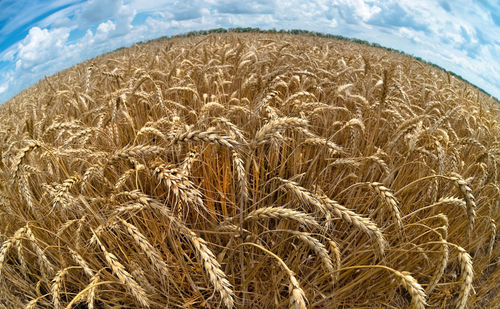 Scenic view of wheat field against sky