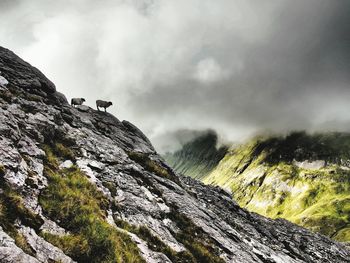 Sheep on rocky mountain against thick fog