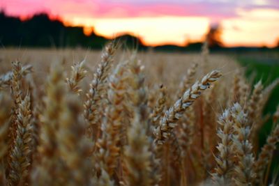 Close-up of wheat field against sky during sunset