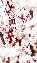 Close-up of cherry blossom