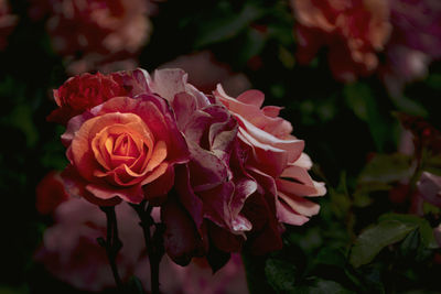 Close-up of pink rose