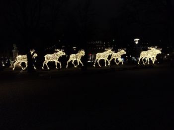 View of illuminated trees at night