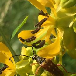 Close-up of yellow flower