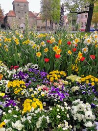Multi colored flowers in bloom