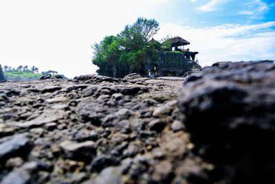 Surface level of trees