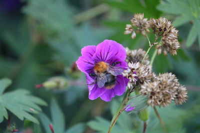 Close-up of bee pollinating on purple flower