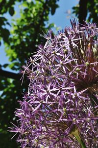 Low angle view of purple flower tree