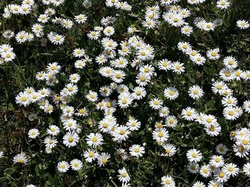 Full frame shot of white daisy flowers