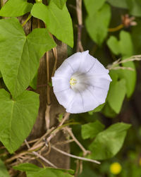 Close-up of white flowering plant