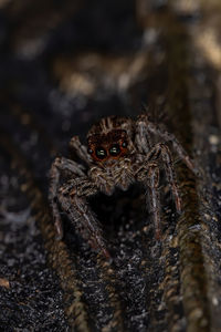 Close-up of spider