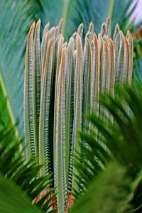 Close-up of palm tree leaves