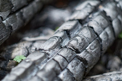 Close-up of lizard on log