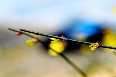 Close-up of plant against blurred background