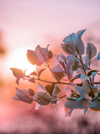 Close-up of pink flowering plant against sky during sunset