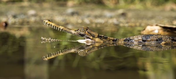 Close-up of crocodile sinyulong