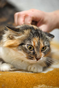 Close-up portrait of a cat