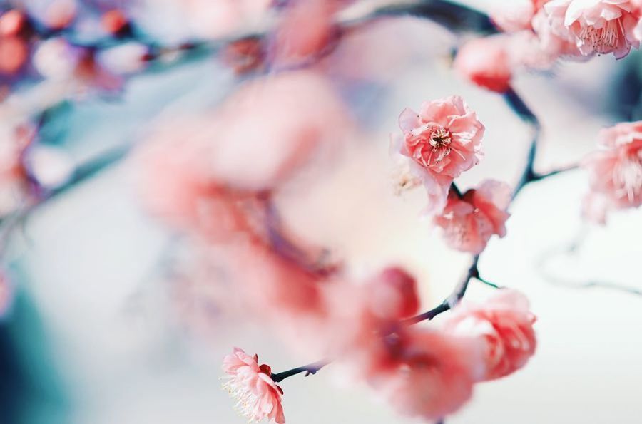 flower, flowering plant, plant, beauty in nature, freshness, fragility, vulnerability, growth, branch, blossom, nature, close-up, pink color, tree, springtime, selective focus, no people, day, outdoors, petal, flower head, plum blossom, cherry blossom, cherry tree