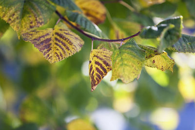 Close-up of leaf on tree