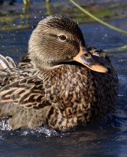 Close-up of a duck in lake