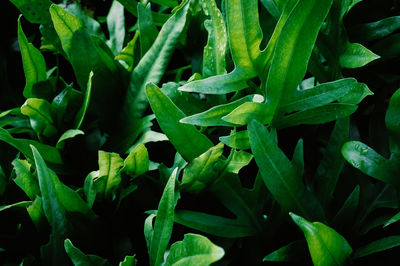 Full frame shot of plants