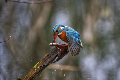 Close-up of bird perching on a branch