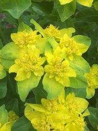 Close-up of yellow flowers
