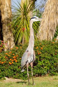 View of a bird on field