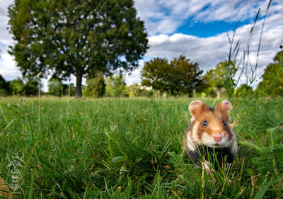 Hamster on the lookout