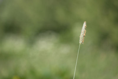 Close-up of dandelion on field