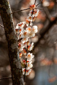 Close-up of cherry blossoms in spring