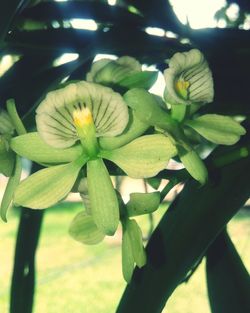 Close-up of flower tree