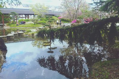 Reflection of trees in water