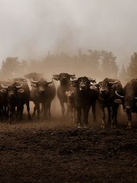 Water buffalos