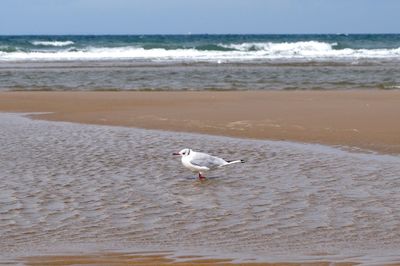 Seagull on beach