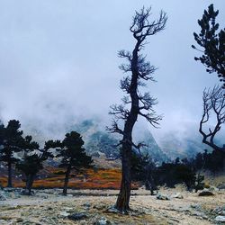 Bare trees on landscape