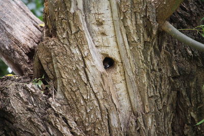 Close-up of lizard on tree trunk