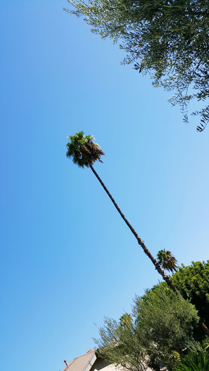 clear sky, tree, low angle view, blue, copy space, growth, branch, nature, green color, beauty in nature, tranquility, day, tree trunk, no people, plant, leaf, outdoors, green, palm tree, sunlight