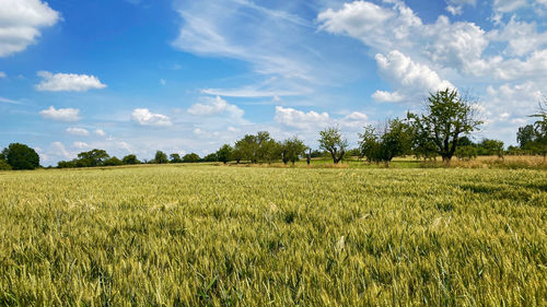 Scenic view of agricultural field against sky