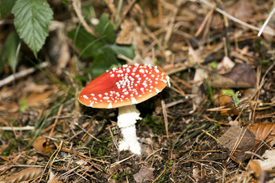 High angle view of fly agaric mushroom on field