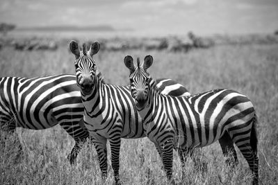 View of a zebra
